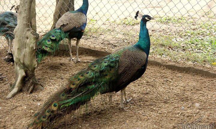 Ngắm chim công ngũ sắc đột biến giá hàng chục triệu đồng được nhiều người săn lùng dịp Tết