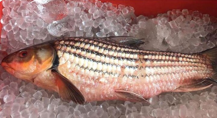 Nồi cá kho 12 triệu đồng được nhà giàu Việt săn lùng ăn Tết