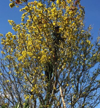 Mai phu thê tiền tỷ chờ khách dịp Tết