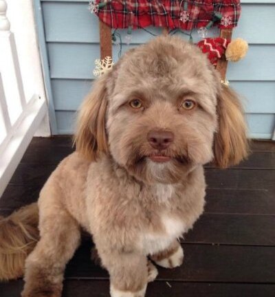 Chú chó có khuôn mặt giống người làm xôn xao mạng xã hội