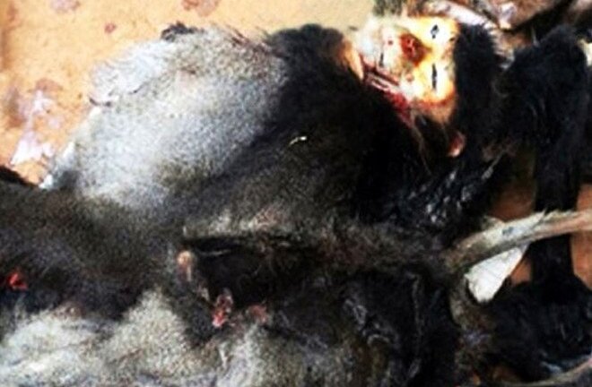 Phạt 350 triệu đồng vì tàng trữ voọc chà vá quý hiếm