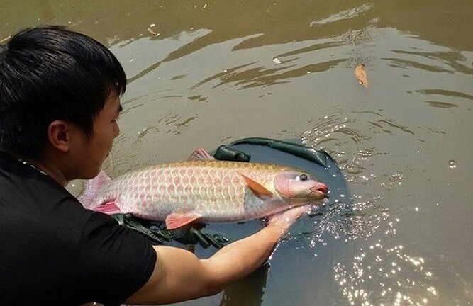 Loài 'cá vua' thọ 50 năm có tiền chưa chắc mua được