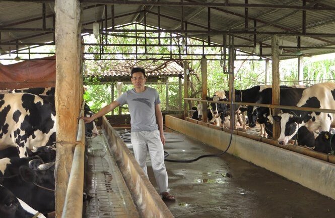 Vắt sữa bò ra...ô tô