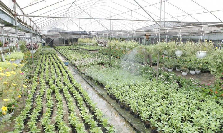 Xuân Quan: Làng hoa trẻ thành công nhờ lối đi riêng