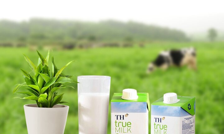 Sống chất lượng của bò sữa hữu cơ TH