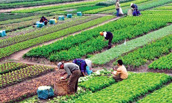 Tăng cường hỗ trợ hợp tác xã áp dụng khai thuế điện tử