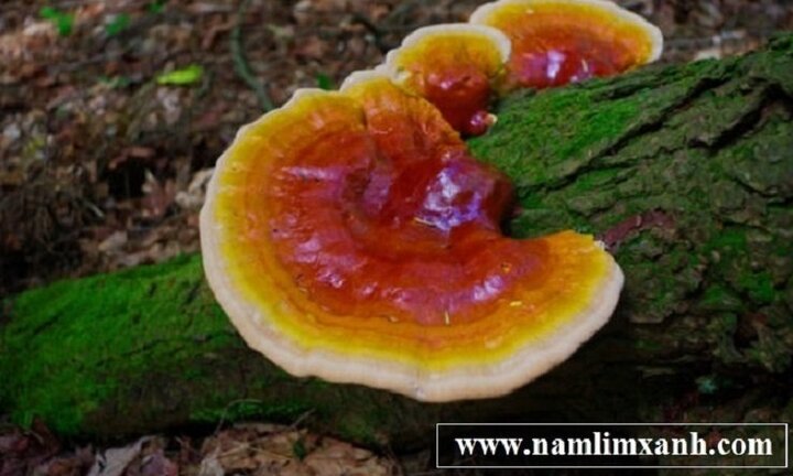 Nấm lim xanh rừng với hình ảnh nấm lim xanh thật giả