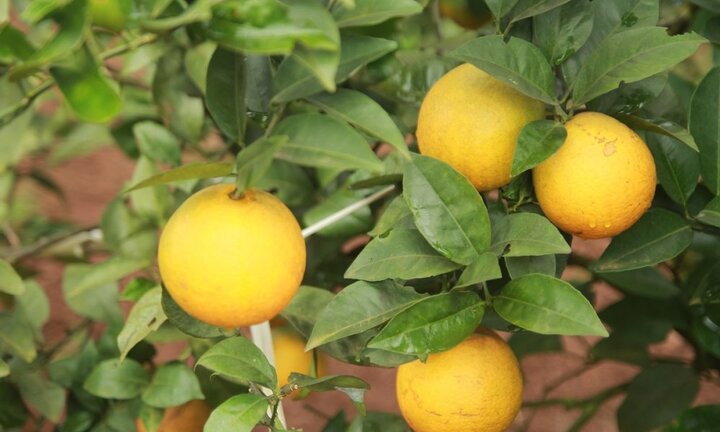 Đặc sản cam Cao Phong lên các chuyến bay của Vietnam Airlines