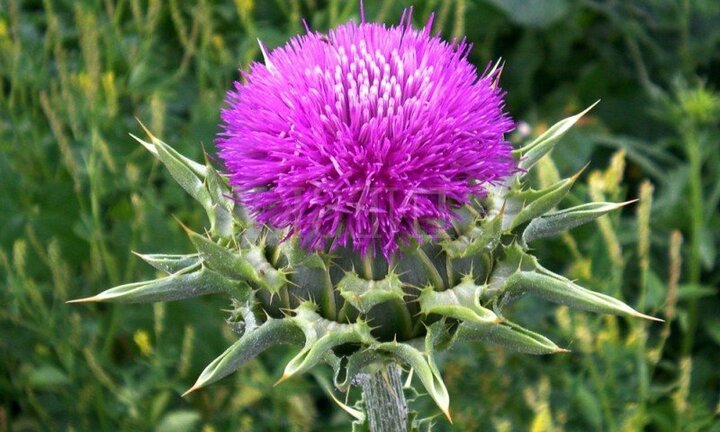 Kế sữa: Thảo dược lợi sữa được sử dụng hơn 2000 năm ở các nước châu Âu