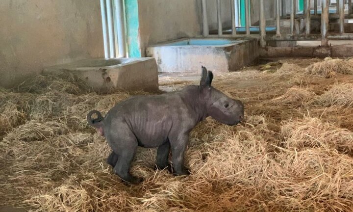 Tê giác con đầu tiên chào đời tại Vinpearl Safari Phú Quốc