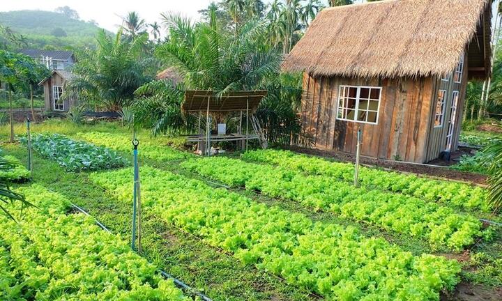 Nhịp sống xanh đang lan tỏa và ngày càng được nhiều người việt quan tâm