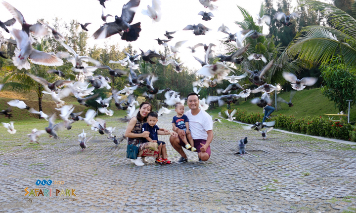 Khám phá FLC Zoo Safari Park – Vườn thú bán hoang dã độc đáo tại Quy Nhơn