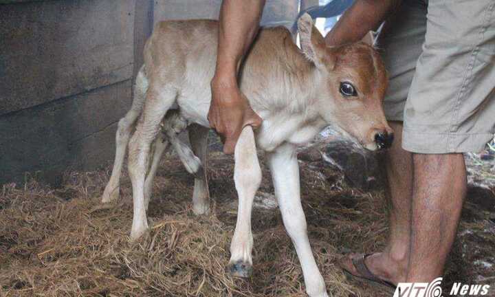 Bê có 7 chân, 2 hậu môn kỳ lạ ở Lâm Đồng