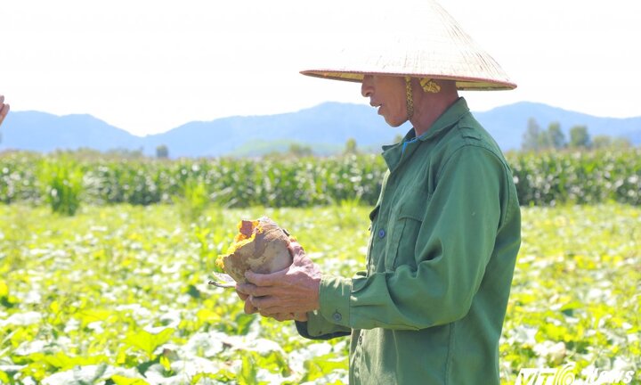 Video: Giá bí đỏ không bằng gói mỳ tôm, nông dân Đắk Lắk khóc ròng