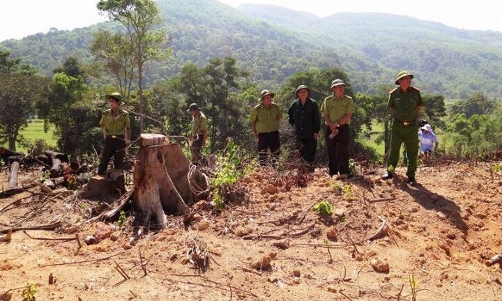 Bắt Tổng giám đốc phá hơn 60ha rừng tự nhiên ở Bình Định