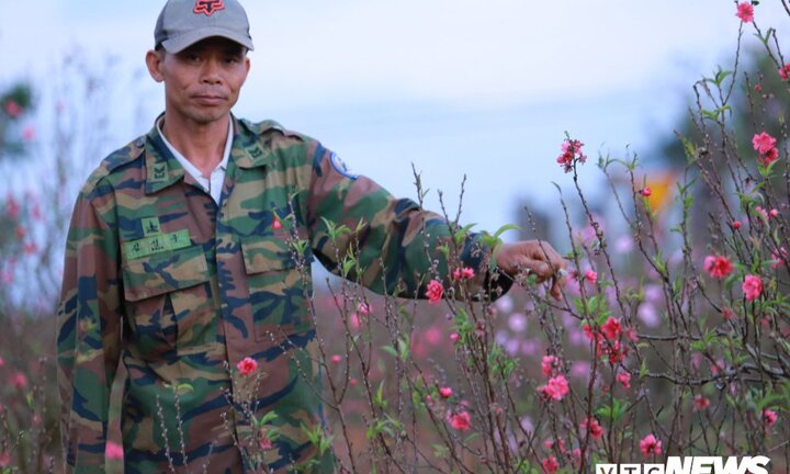 Hoa đào Nhật Tân khoe sắc trên đất Tây Nguyên chờ Tết