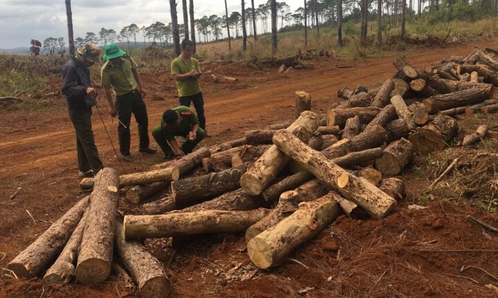 Bắt chủ tịch xã nhận hối lộ, tiếp tay phá rừng ở Đắk Nông