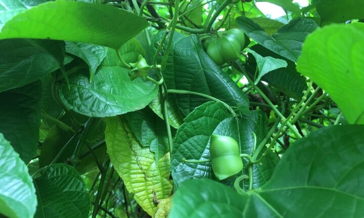 Dân Tây Nguyên vỡ mộng với 'vua của các loại hạt'