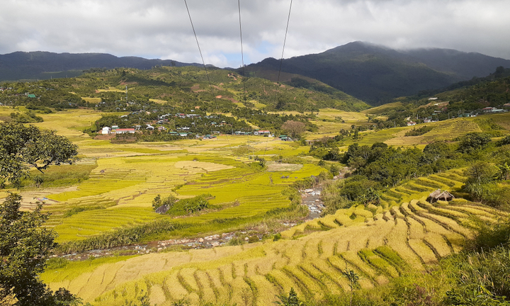 Ảnh: Lúa chín vàng tuyệt đẹp trên xứ sở sương mù Măng Ri, Kon Tum