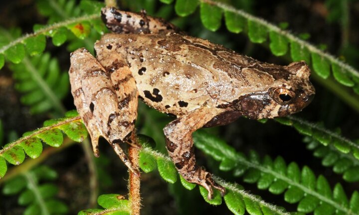 'Cóc núi tiểu yêu tinh' trong truyện cổ tích được tìm thấy tại Việt Nam