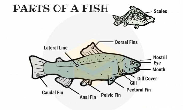 Từ vựng tiếng Anh về các bộ phận của con cá