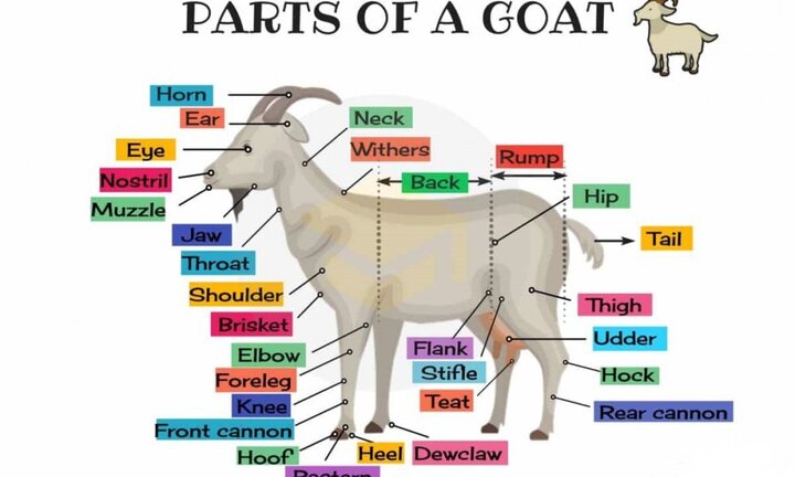 Từ vựng tiếng Anh chỉ các bộ phận của con dê