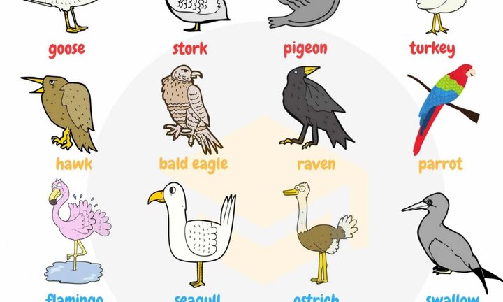 Từ vựng tiếng Anh về các loài chim