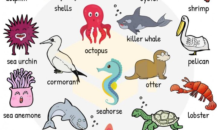 Từ vựng tiếng Anh về các loài sinh vật biển