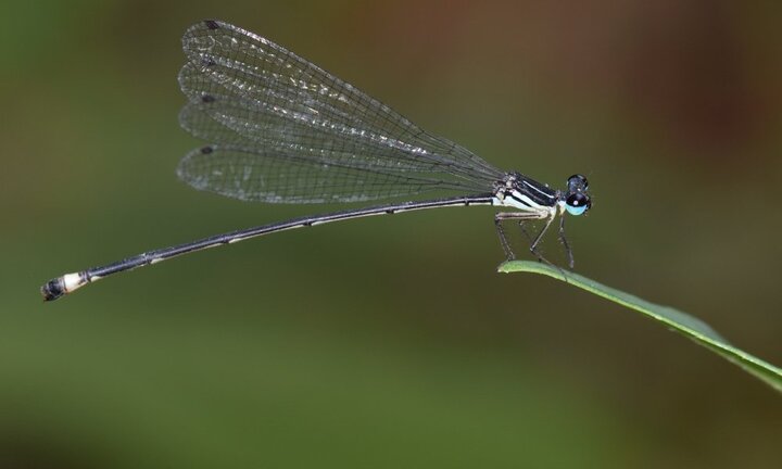 Phát hiện loài chuồn chuồn kim mới ở Gia Lai