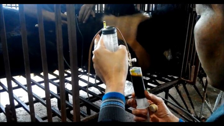 'Sử dụng mật gấu là hành vi lỗi thời trong xã hội văn minh' - Thông điệp thức tỉnh cộng đồng