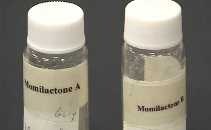 Phát hiện chất quý từ gạo có thể diệt trừ tế bào ung thư