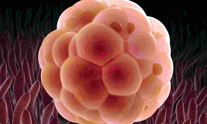 Chồng ‘trộm’ phôi của vợ cấy cho bồ: Bộ Y tế yêu cầu rà soát quá trình lưu trữ phôi thai