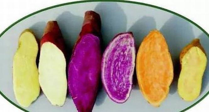 6 sai lầm gây hại sức khỏe khi ăn khoai lang cần bỏ ngay