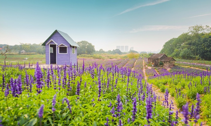 Ngất lịm với cánh đồng hoa nữ hoàng xanh giữa lòng Thủ đô