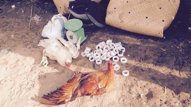 Đưa hối lộ mong cảnh sát 'ngó lơ' trường gà ngày Tết