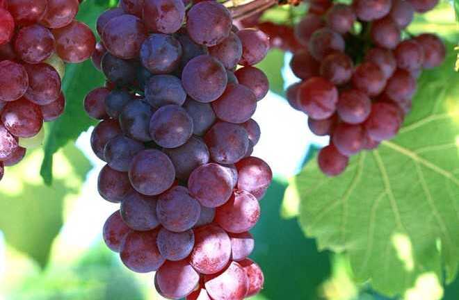 10 lý do để ăn nho mỗi ngày