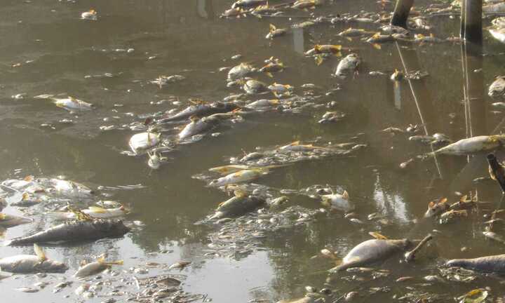 Nguyên nhân cá chết trắng trên hồ ở Thanh Hoá