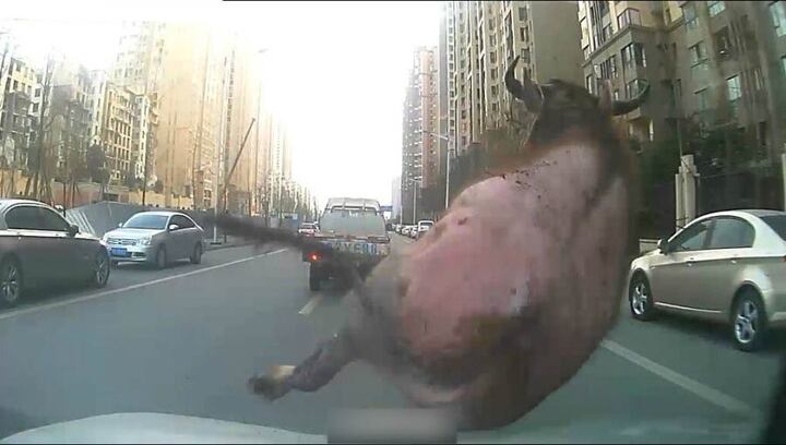 Suýt bị giết thịt, trâu điên xổng lò mổ húc thủng ngực người đàn ông