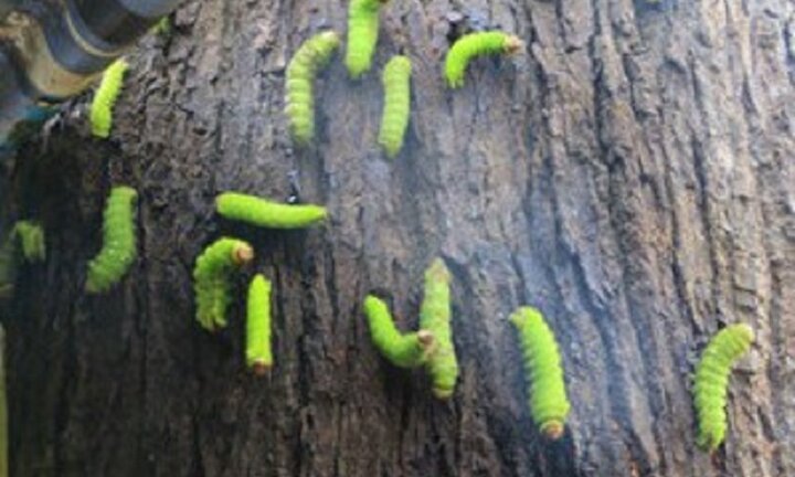 Hàng nghìn con sâu lạ 'tấn công' nhà dân ở Bình Dương