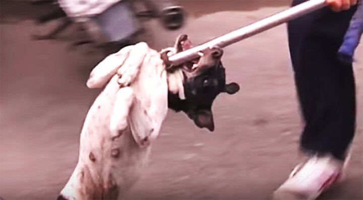 Bắt chó thả rông bằng vợt sắt là hành động quá dã man?