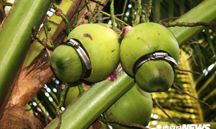 Lão nông miền Tây 'nặn' dừa hồ lô giá 200.000 đồng/quả cháy hàng dịp Tết