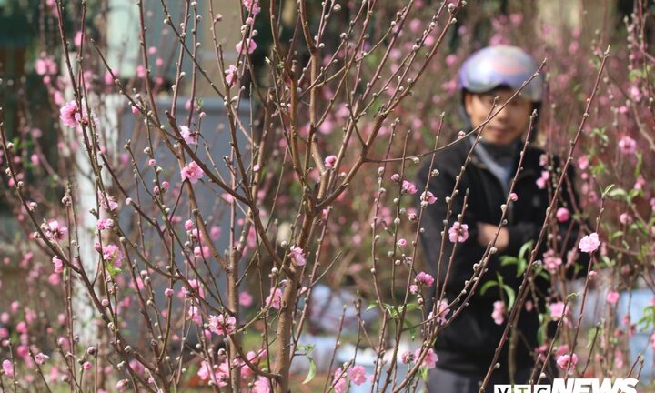 Ảnh: Dân quê í ới rủ nhau làm thịt lợn, đi chợ mua sắm Tết