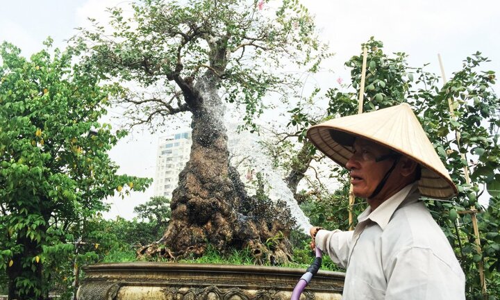 Bộ 3 'chúa cảnh' mai - me - tường vi hét giá hơn 5 tỷ đồng trước Tết giờ ra sao?