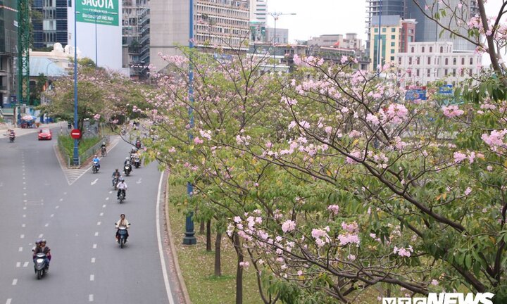 Ảnh: Ngẩn ngơ với vẻ đẹp mùa hoa Kèn hồng ở Sài Gòn
