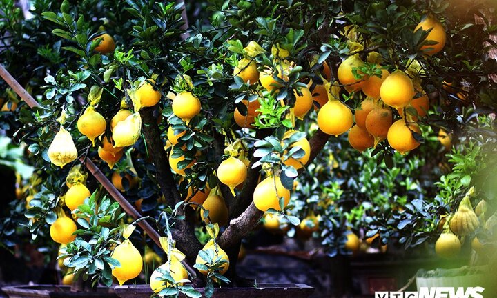Bưởi vàng trưng Tết giá 70 triệu đồng/cây hút khách Sài Gòn