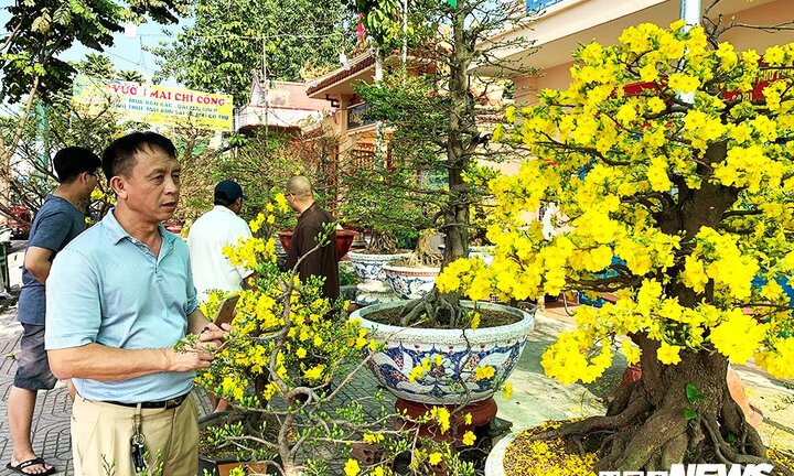 Mai Tết giá 400 triệu đồng/cây bày bán ở vỉa hè TP.HCM