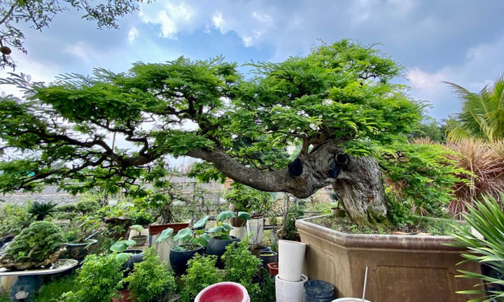 Cặp đôi siêu cây cảnh me - tường vi 'ế chỏng chơ' sau nhiều năm hét giá gần 5 tỷ đồng