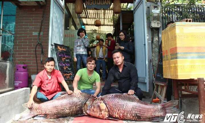 Cặp cá hô đỏ khổng lồ cực hiếm giá 350 triệu 'đầu quân' phục vụ khách Hà Nội