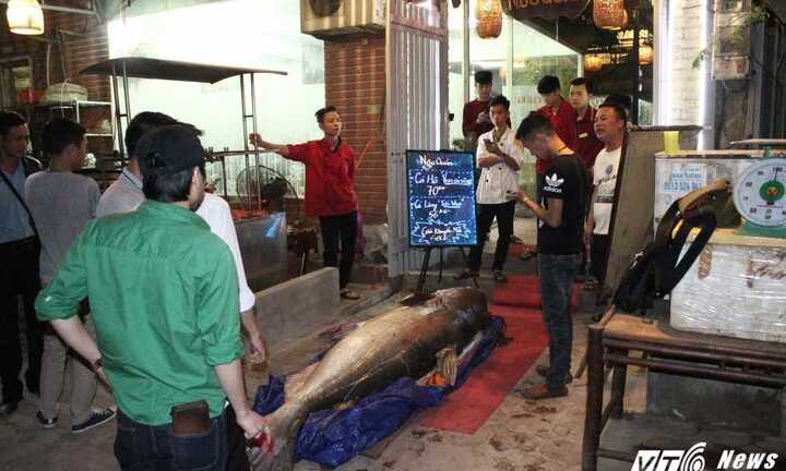 Ùn ùn kéo nhau xem ‘thủy quái’ cá tra dầu nặng 280kg lớn nhất Việt Nam, giá nửa tỷ