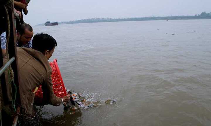 Phóng sinh cá chim trắng xuống sông Hồng: Việc làm thiếu hiểu biết, tiếp tay cho kẻ xấu trục lợi